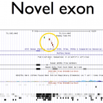 Novel Exon