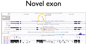 Novel Exon