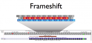 Frameshift